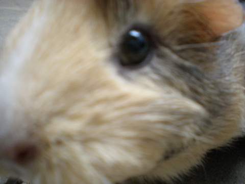 pepínka