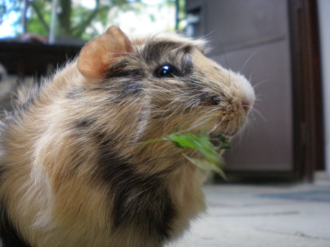 pepineska